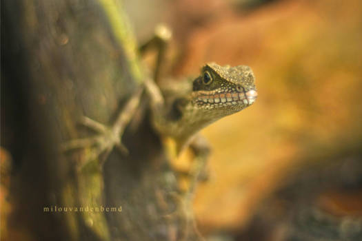 Maleisië - Kiekeboe