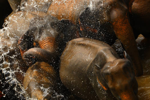 Hikkaduwa - Bathing time