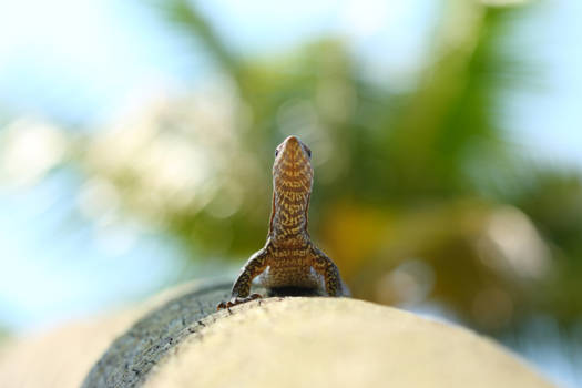 Hikkaduwa - Looking forward