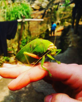 Sapa - Oh, hello, little friend from Sapa