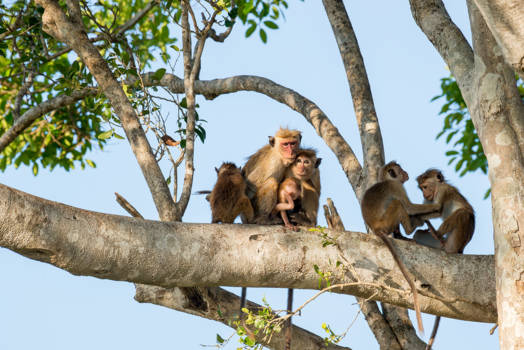 Sri Lanka - Monkey business