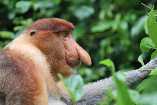 Bako National Park - Keeping watch