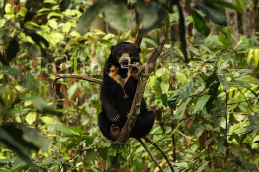 Sepilok - Debbie the sunbear