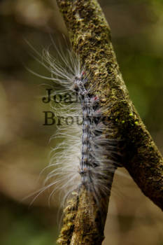 Gunung Mulu National Park - Mulu national park