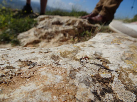 Israël - let op de mieren en wordt wijs!