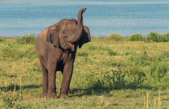 Sri Lanka - Hello there