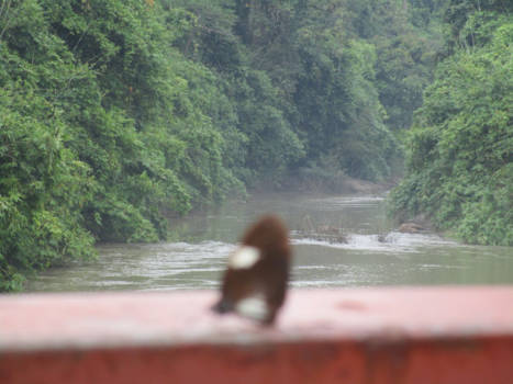 Khao Yai National Park - Butterfly in the forrest