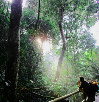 Khao Yai National Park - Sunbeams through the leaf roof