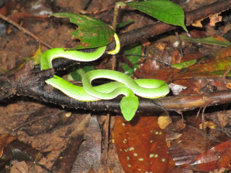Khao Sok National Park - Green Snake