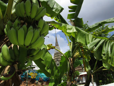 Bangkok - Fresh, holy bananas