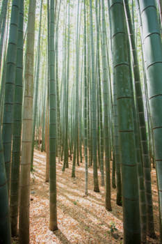 Kyoto - Bamboo Forest Kyoto Japan