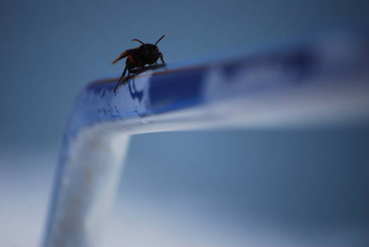 Thailand - vliegen is vermoeiend, we nemen de boot.