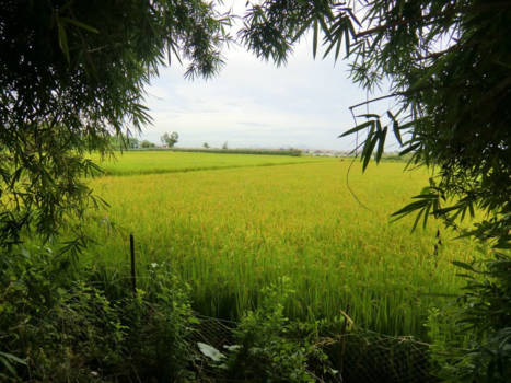 Vietnam - Fietstocht lokale dorpjes