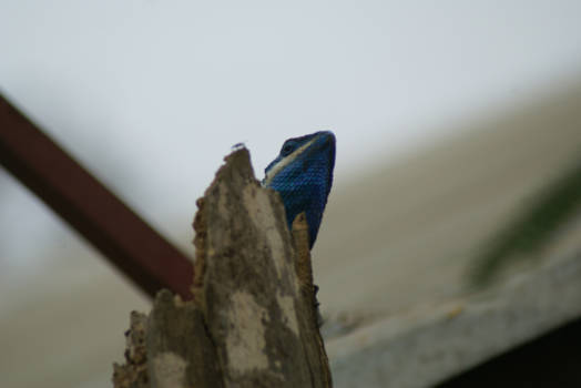Inle Lake - blauwtje gelopen