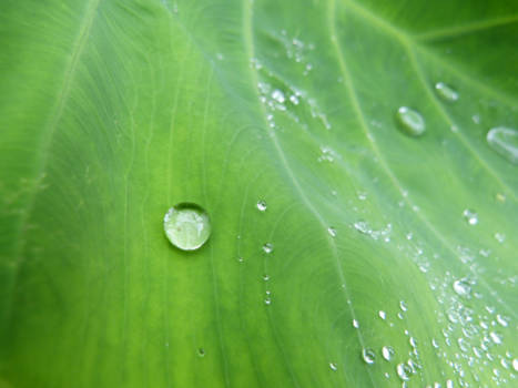 Luang Namtha - Majestic morningdew