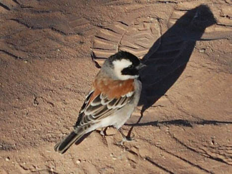 Mongolië - Throwing a big shadow