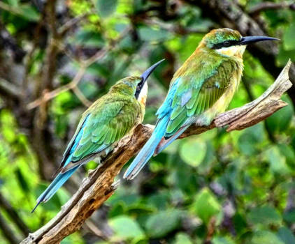 Sigiriya - Birds