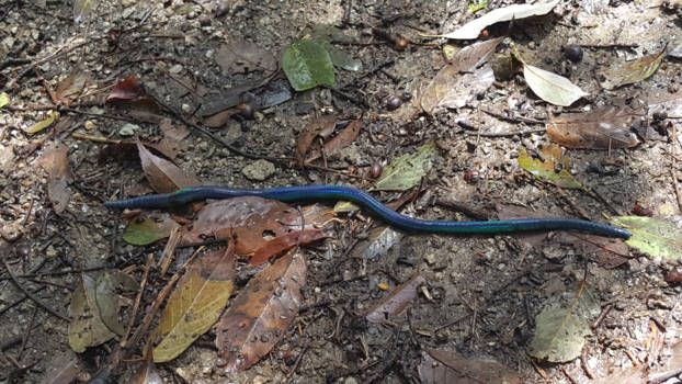Japan - Regenboog worm in Takachiho