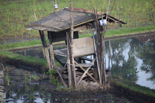 Thailand - Huis in rijstveld