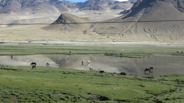 Tibet - Tibet horses