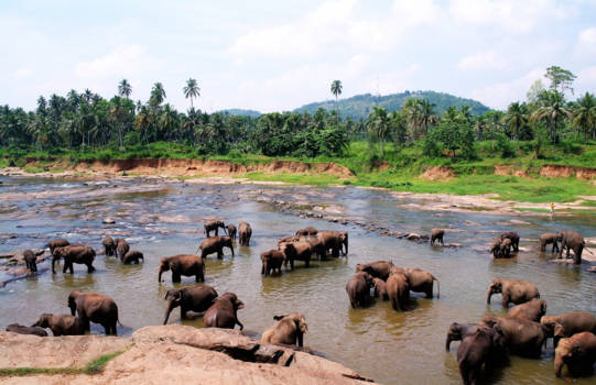 Sri Lanka - olifanten in het wild