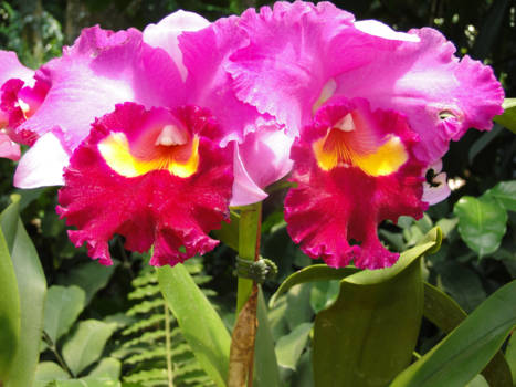 Botanical Gardens - Orchid garden Singapore