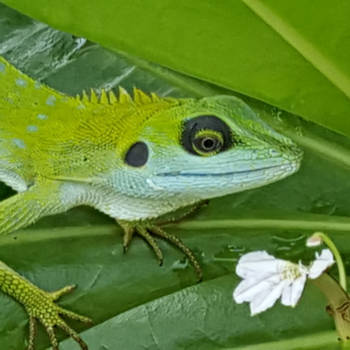 Maleisië - little  green one