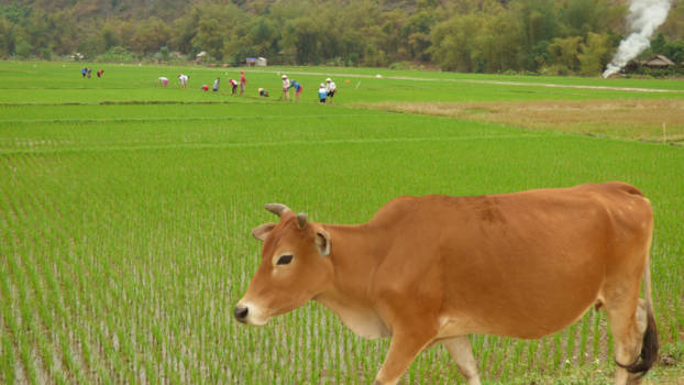 Mai Chau - Mai Chau: Cow in Rice Field