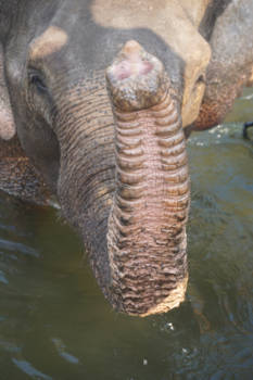 Koh Tao - Olifantbezoek tijdens het ontbijt Kanchanaburi Thailand