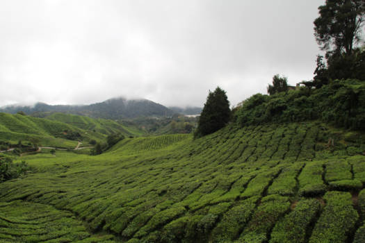 Maleisië - Groene thee