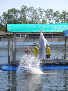 Koh Chang - Bij Ocenanworld kun je met doolfijnen zwemmen, een uurtje van Koh Chang