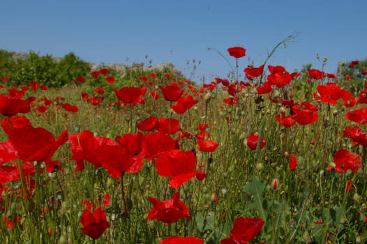 Turkije - In plaats van de Zonnebloemen