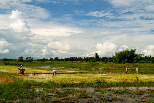 Koh Kong - Werken op het veld