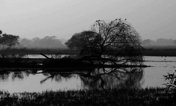 India - De vogels worden wakker in Keoladeo NP