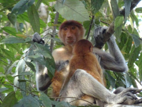 Kinabatangan rivier - Moeder en kind