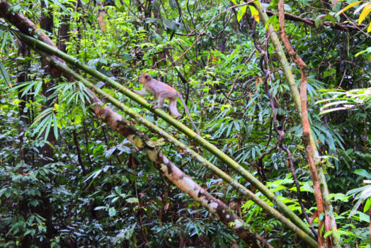 Khao Sok National Park