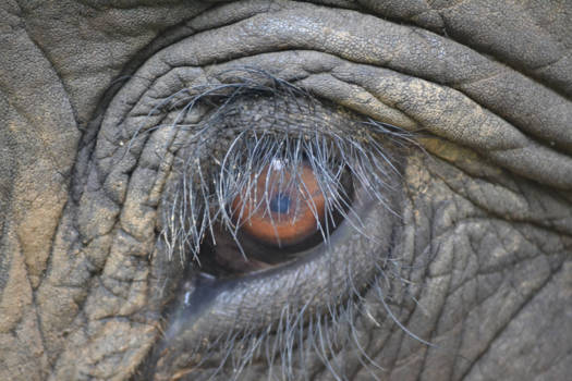 Thailand - Even an ant can hurt an elephant