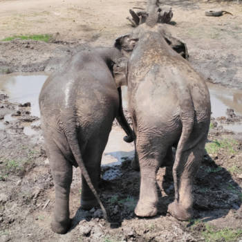 Thailand - Natural love