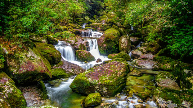 Japan - Yakushima: Mononoke Forest