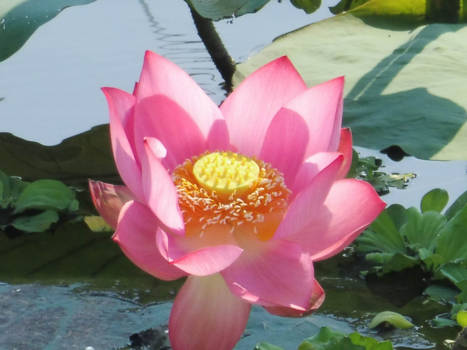 Vietnam - het symbool van Vietnam "de Lotus bloem"