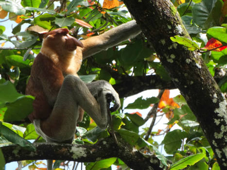 Maleisië - Neusaap!