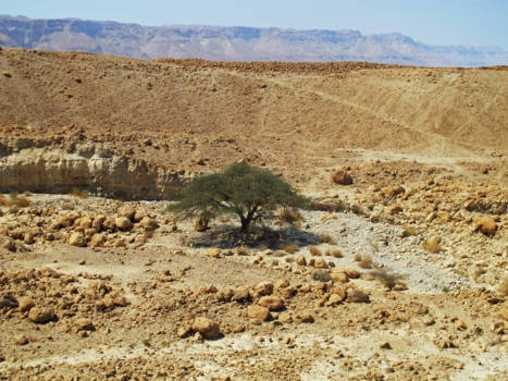 Masada - Tree of Life