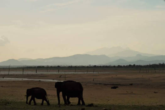 Sri Lanka - Olifanten onder de bergen.