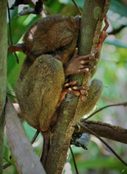 Bohol - Tarsier