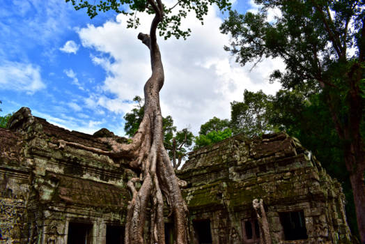 Angkor Wat - Nature takes over