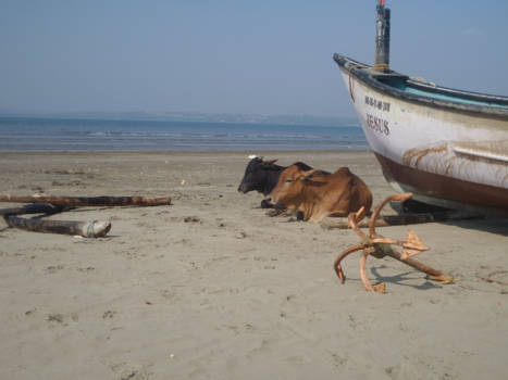 India - Cows chilling