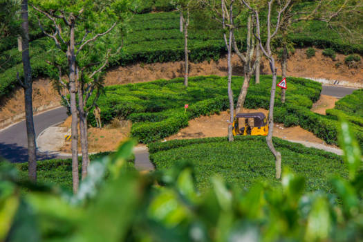 India - Ooty tea