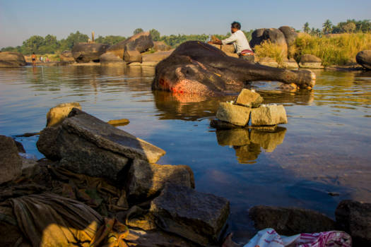 India - Holy elephant