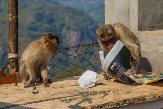 India - Monkeys