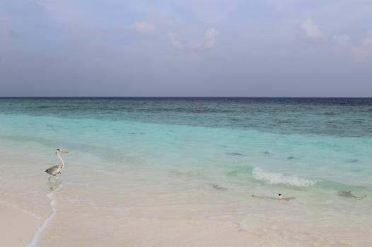 Malediven - Allemaal haaien voor de kust, de vogel wacht op zijn kans voor wat lekkers!
